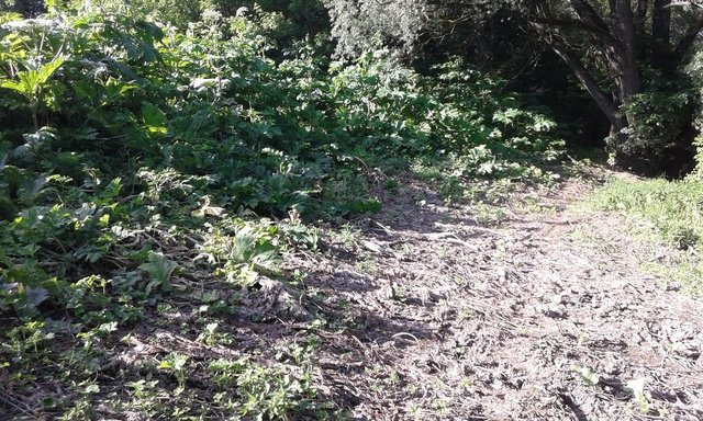 Борщевик погибает от длительного затопления водой