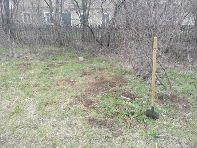 Лопата с выкопанным борщевиком около забора