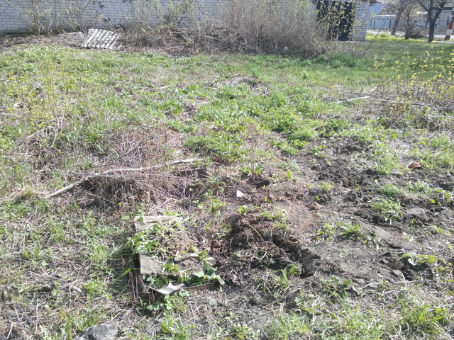 Участок после выкапывания борщевика