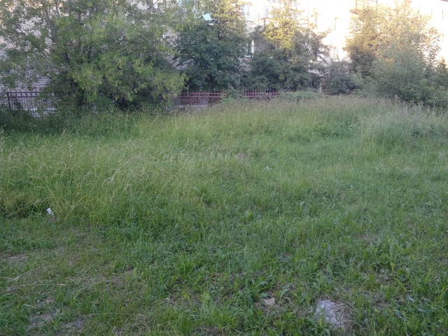 Луг в городе