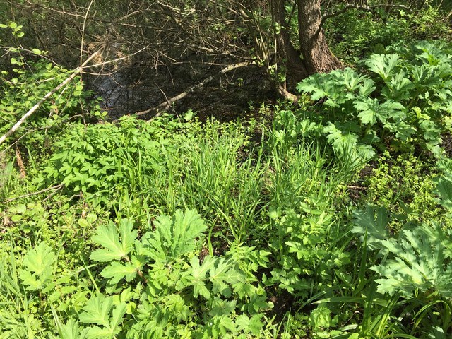Борщевик до выкапывания из болотистой почвы