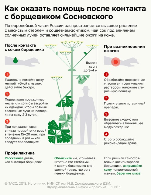 Листовка: первая помощь при ожогах от борщевика