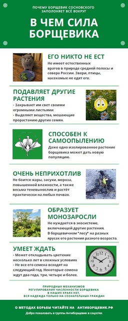 Инфографика - В чем сила борщевика Сосновского