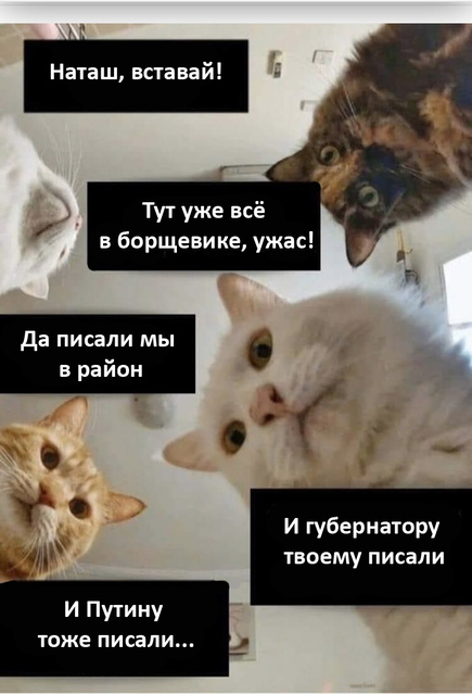 Наташ, вставай, у нас борщевик Сосновского