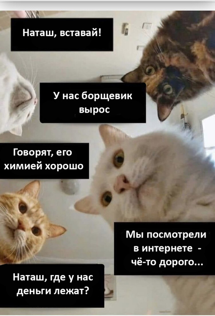 Наташ, вставай обрабатывать химией борщевик