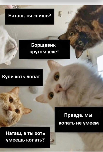 Наташ, вставай копать борщевик -- где лопата