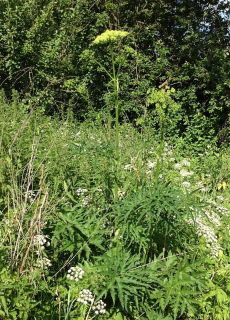 фото борщевика сибирского с желто-зелеными цветами