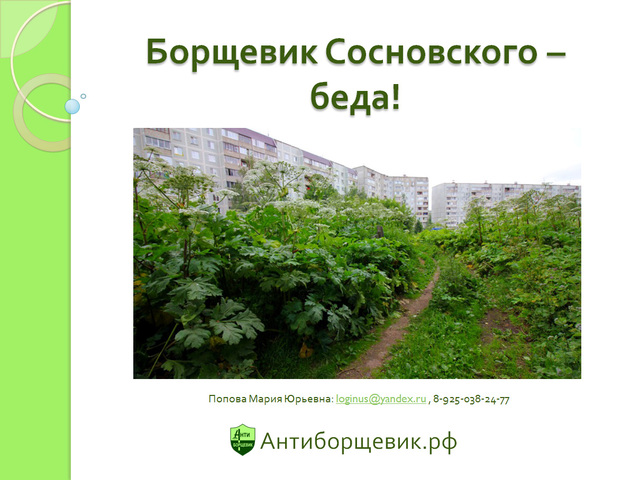 Презентация про борщевик Сосновского для детей (детсад или начальные классы)