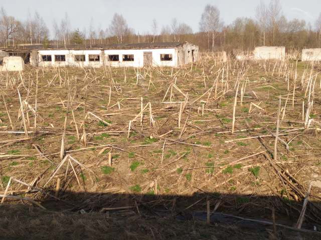 сосны на крыше коровника борщевик не пускает